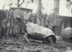 Tortue géante de l